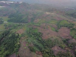 20 Tahun Terakhir Bolmut Kehilangan 18,4 Ribu Hektar Tutupan Pohon